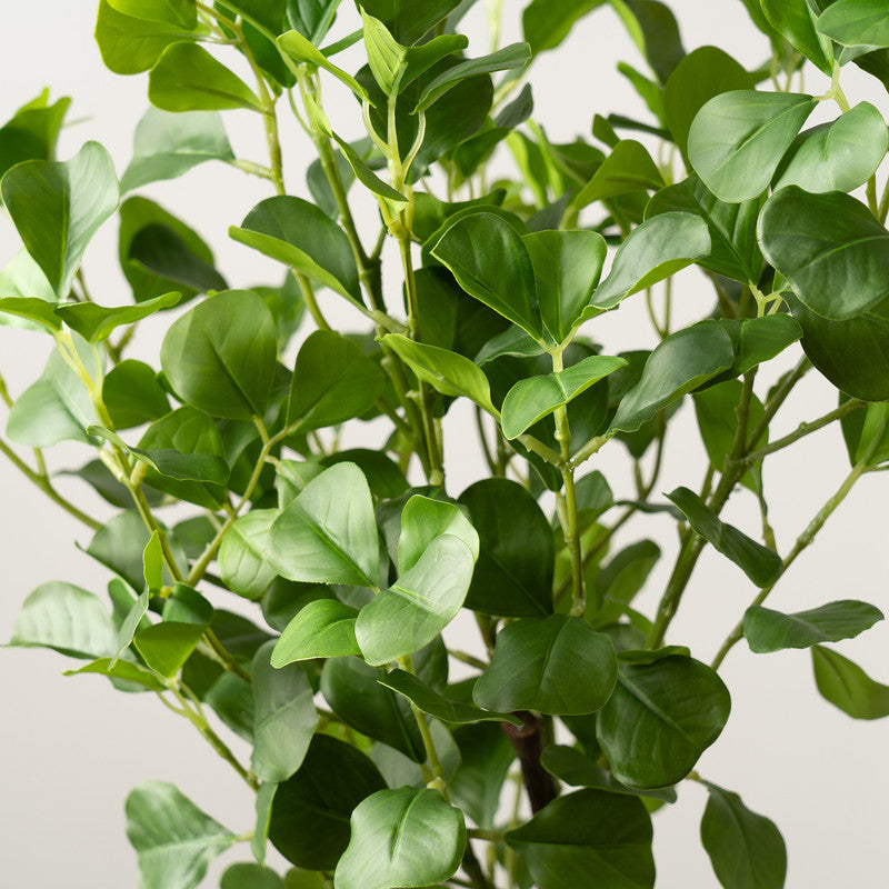 75cm Artificial Heart-leaf Ficus Tree in White Pot